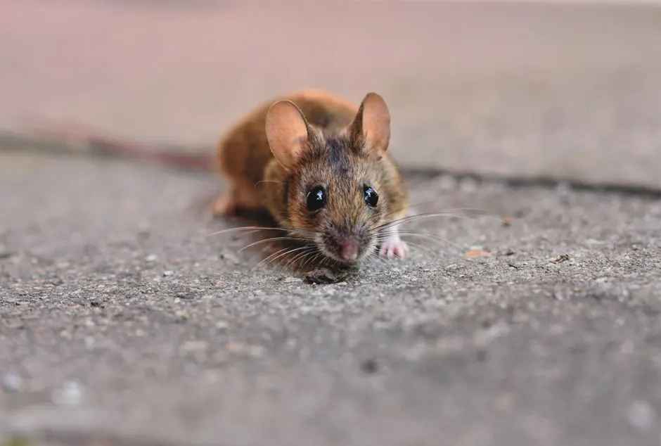 Why is my home attracting rodents in Sanford?