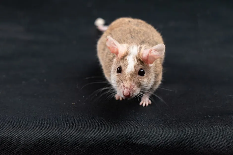 rat control
